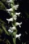 View a larger version of this image and Profile page for Spiranthes odorata (Nutt.) Lindl.