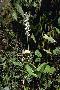 View a larger version of this image and Profile page for Spiranthes odorata (Nutt.) Lindl.