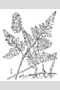 View a larger version of this image and Profile page for Gymnocarpium dryopteris (L.) Newman