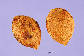 Photo of Prunus alleghaniensis Porter