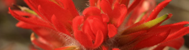 Image of desert paint brush.