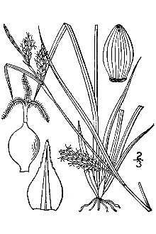 Line Drawing of Carex conoidea Schkuhr ex Willd.