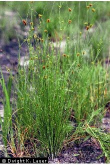 Photo of Rhynchospora cephalantha A. Gray