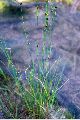 View a larger version of this image and Profile page for Rhynchospora cephalantha A. Gray