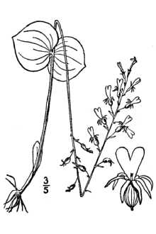 Line Drawing of Listera smallii Wiegand