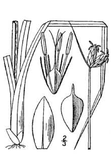 Line Drawing of Schoenoplectus torreyi (Olney) Palla
