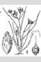 View a larger version of this image and Profile page for Rhynchospora nitens (Vahl) A. Gray