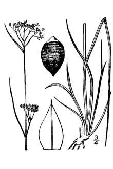 Line Drawing of Rhynchospora torreyana A. Gray
