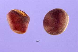 Photo of Lathyrus palustris L.