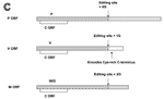 Figure 1C.