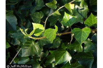 Photo of Hedera helix L.