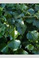 View a larger version of this image and Profile page for Hedera helix L.