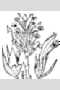 View a larger version of this image and Profile page for Orobanche ludoviciana Nutt.