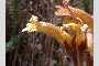 View a larger version of this image and Profile page for Orobanche fasciculata Nutt.