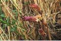 View a larger version of this image and Profile page for Orobanche fasciculata Nutt.