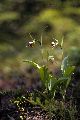 View a larger version of this image and Profile page for Cypripedium arietinum W.T. Aiton