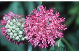 Photo of Asclepias purpurascens L.