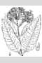 View a larger version of this image and Profile page for Asclepias purpurascens L.