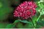 View a larger version of this image and Profile page for Asclepias purpurascens L.