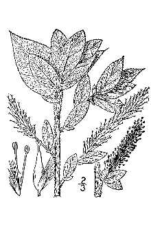 Line Drawing of Salix cordata Michx.