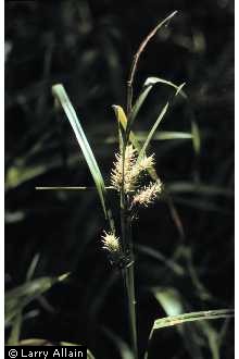 Photo of Carex lupuliformis Sartwell ex Dewey