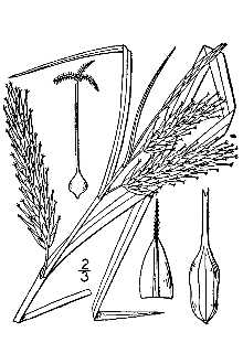 Line Drawing of Carex schweinitzii Dewey ex Schwein.
