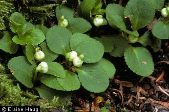 Photo of Pyrola minor L.