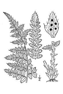 Line Drawing of Polystichum braunii (Spenner) Fée