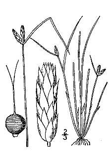 Line Drawing of Schoenoplectus hallii (A. Gray) S.G. Sm.
