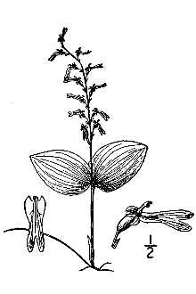 Line Drawing of Listera auriculata Wiegand