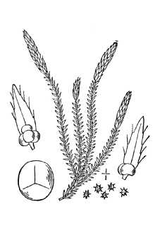 Line Drawing of Selaginella selaginoides (L.) P. Beauv. ex Mart. & Schrank