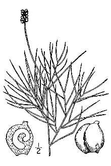 Line Drawing of Potamogeton confervoides Rchb.