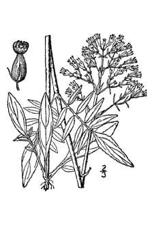 Line Drawing of Valeriana uliginosa (Torr. & A. Gray) Rydb.