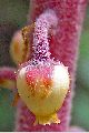 View a larger version of this image and Profile page for Pterospora andromedea Nutt.