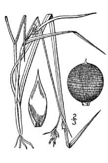 Line Drawing of Scleria reticularis Michx.