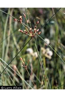 Photo of Fimbristylis puberula (Michx.) Vahl