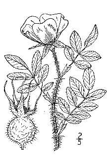 Line Drawing of Rosa nitida Willd.