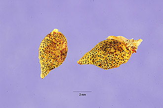 Photo of Psoralidium tenuiflorum (Pursh) Rydb.