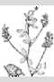 View a larger version of this image and Profile page for Psoralidium tenuiflorum (Pursh) Rydb.