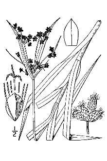 Line Drawing of Scirpus polyphyllus Vahl