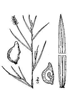 Line Drawing of Potamogeton strictifolius Benn.