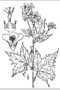 View a larger version of this image and Profile page for Napaea dioica L.