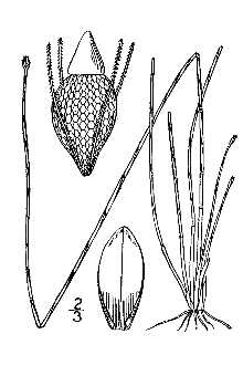 Line Drawing of Eleocharis tuberculosa (Michx.) Roem. & Schult.