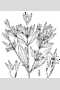 View a larger version of this image and Profile page for Trichostema brachiatum L.