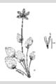 View a larger version of this image and Profile page for Parnassia glauca Raf.