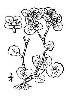 Line Drawing of Chrysosplenium alternifolium L. var. sibiricum Ser. ex DC.