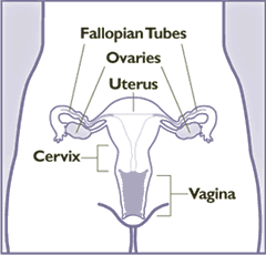 Picture of a woman's lower reproductive organs including the fallopian tubes, ovaries, uterus, vagina, and cervix. The cervix connects the uterus - or womb - to the vagina.