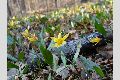 View a larger version of this image and Profile page for Erythronium rostratum W. Wolf