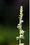 View a larger version of this image and Profile page for Spiranthes vernalis Engelm. & A. Gray