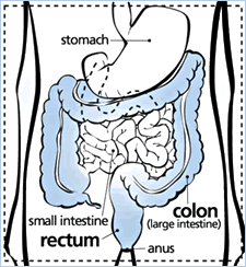 Picture of the colon, the part of the large instestine attached to the rectum.